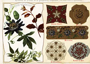 Ernst Guillot Prints: Images of jasmine and passionflower from manuscripts and their a