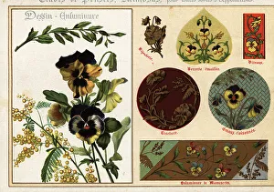 Ernst Guillot Prints: Images of pansies and mimosa from manuscripts and their applicat
