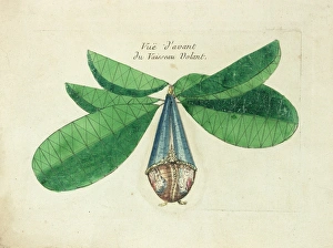 Images Dated 7th December 2011: Imaginary view of a flying machine
