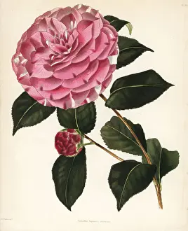 Camellia Prints: Imbricata hybrid camellia, Camellia japonica imbricata