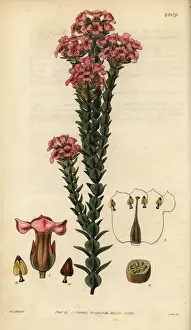 Imbricata Prints: Imbricated penaea, Penaea imbricata