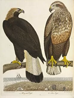 North America Gallery: Immature Golden Eagle and Bald Eagle