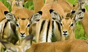 Images Dated 15th January 2008: Impala - Katavi National Park
