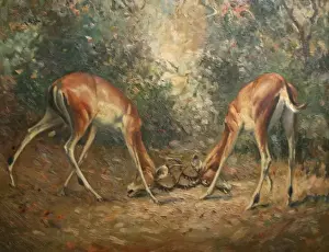 Two Impala rutting
