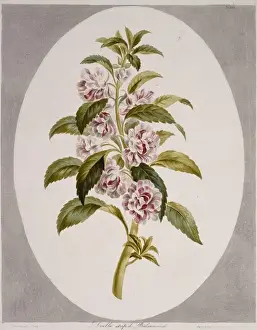 1768 1795 Prints: Impatiens balsamina, garden balsam