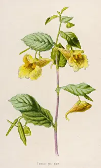 Impatiens Noli-Me-Tanger