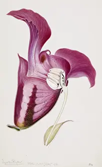 Boraginaceae Prints: Impatiens wallerana, busy lizzie