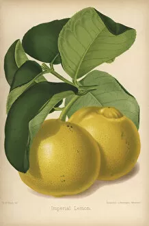 Citrus Collection: Imperial lemon cultivar, Citrus x limon