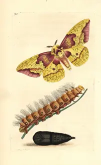 Pupa Prints: Imperial moth, Eacles imperialis, with caterpillar and pupa