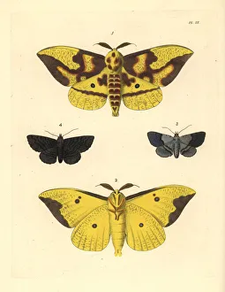 Editor's Picks: Imperial moth, gray-banded zale and black zale