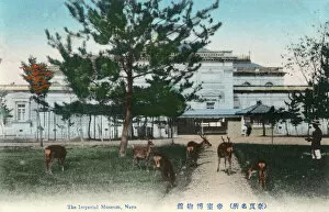 Shrine Collection: The Imperial Museum at Nara, Japan - with deer