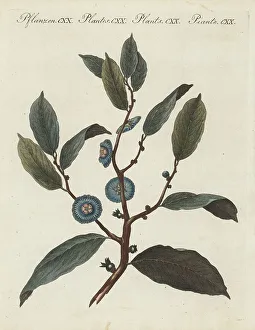 Imperial napoleona, Napoleonaea imperialis