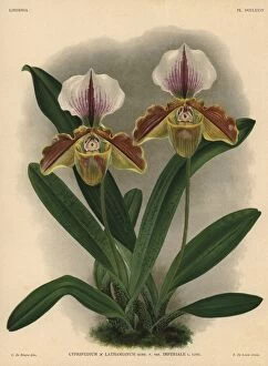 Cypripedium Collection: Imperiale variety of Cypripedium lathamianum hybrid orchid