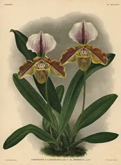 Hothouse Prints: Imperiale variety of Cypripedium lathamianum hybrid orchid