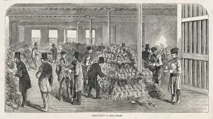 Imported Pineapples / 1853