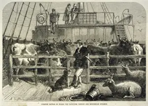 Importing Cattle 1865
