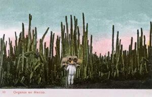 Images Dated 4th May 2018: Impressive Tall Cactus Grove and pot seller - Mexico
