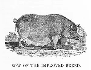 Sherburn Prints: Improved Sow (Bewick)