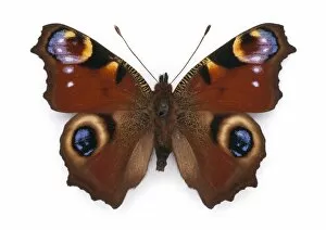 Aglais Io Gallery: Inachis io (Linnaeus), peacock butterfly