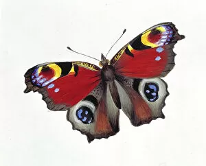Hexapod Gallery: Inachis io, peacock butterfly