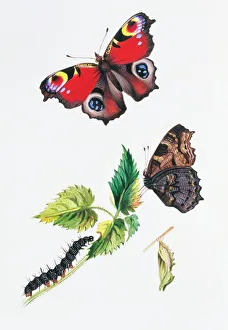 Caterpillar Collection: Inachis io, peacock butterfly