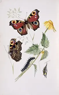 Inachis io, peacock butterfly