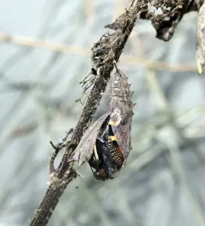 Inachis io, peacock butterfly, emerging from its pupa