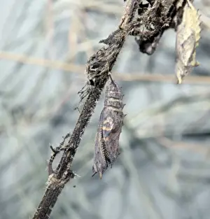 Inachis io, peacock butterfly, emerging from its pupa