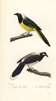 Achille Richard Prints: Inca jay and Cayenne jay