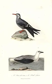 Complements Prints: Inca tern, Larosterna inca, and white-headed