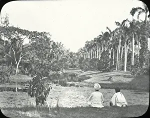 Viewing Prints: India - In The Botanic Gardens