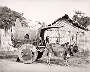 Topography Prints: India - bullock cart