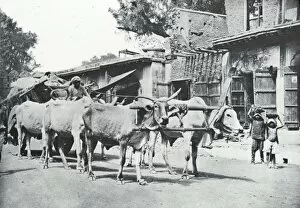 Oxen Gallery: India - Bullock Cart with six oxen