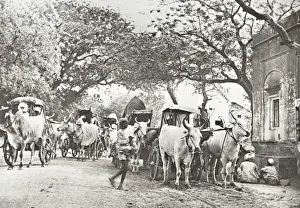 Plains Prints: India - caravan of Bullock Ekkas on the plains, Delhi