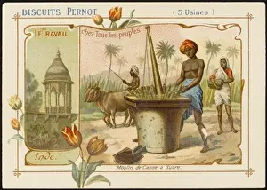 Sugar Cane Prints: India - Grinding Sugar