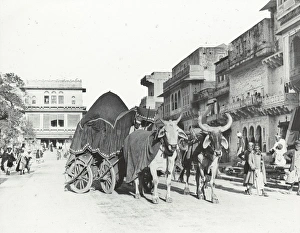 India - Merchante Street and canopied bullock carriage, Gwal India - Merchante Street and canopied bullock carriage, Gwal