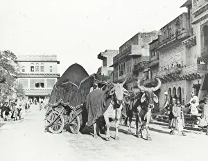 Domed Prints: India - Merchante Street and canopied bullock carriage, Gwal