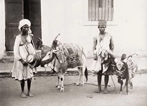 Goat Collection: India, musicians and drums, with cow and goat