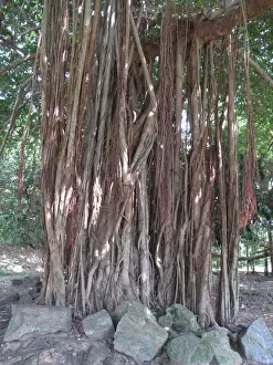 Roots Prints: India, Orissa, Konarak