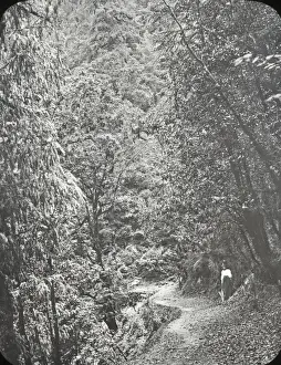 India - Path in Mashabra