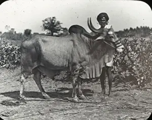 Dirt Prints: India - A Prize Indian Bull