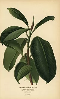 Orchid Collection: India-rubber plant, Ficus elastica