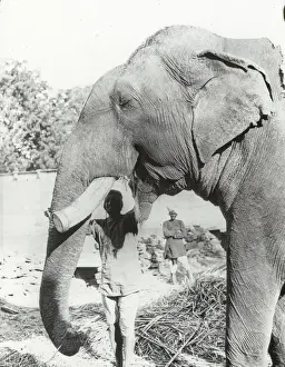 Feeding Prints: India - Tusked elephant, feeding (study of head), Gwalior