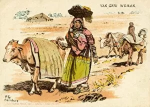 Live Stock Collection: India - Van Gari Woman leading an Ox