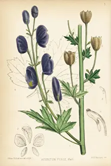 Indian aconite or Nepal aconite, Aconitum ferox