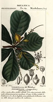 Images Dated 26th March 2020: Indian almond, Terminalia catappa