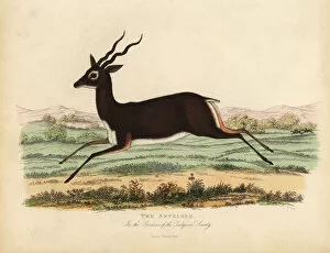 Buffon Collection: Indian antelope or blackbuck, Antilope cervicapra