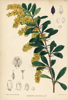 Indian barberry, Berberis aristata