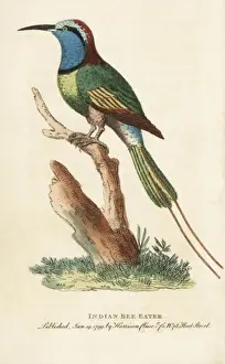 Indian bee eater, Merops orientalis