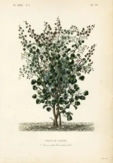 Indian berry, fish berry or Levant nut, Anamirta cocculus